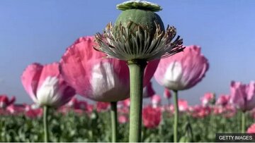 کشت شقایق الیفرا؛ جایگزینی برای تریاک یا تنها تکمیل درمان؟/ صفاتیان: بیماران تحت درمان با شربت تریاک میلی به مصرف قرص بوپرنورفین ندارند