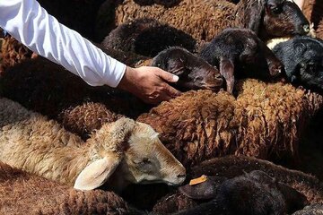 توصیه وزارت بهداشت درباره ذبح دام در آستانه عید قربان