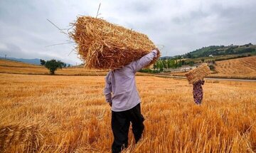 خبر مهم وزیر جهادکشاورزی برای گندمکاران/ زمان پرداخت مطالبات گندمکاران مشخص شد