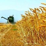 پیشبینی خرید ۲۰۰ هزار تن گندم از کشاورزان خراسان شمالی