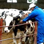 پیشبینی سوخت جایگزین برای واحدهای دام و طیور خراسان شمالی در مواقع اضطرار