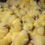 سرنوشت نامعلوم بازار مرغ با افزایش جوجهریزی