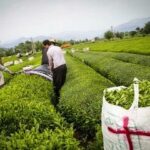 پرداخت مطالبات چایکاران از هفته آینده