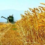 پیشبینی خرید ۲۰۰ هزار تن گندم از کشاورزان خراسان شمالی