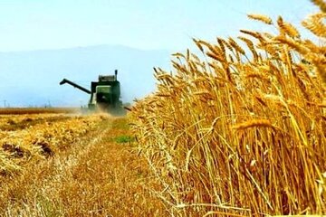 پیشبینی خرید ۲۰۰ هزار تن گندم از کشاورزان خراسان شمالی