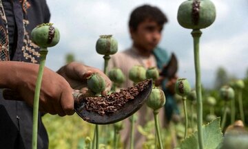 کاشت خشخاش مجوز گرفت؟