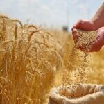 قیمت گندم تغییر کرد/ نان و ماکارونی باز هم گران می‌شود؟