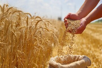 قیمت گندم تغییر کرد/ نان و ماکارونی باز هم گران میشود؟