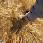 پرداخت مطالبات گندمکاران به کجا رسید؟