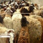 تناقض عجیب بازار گوشت؛ دام ۳۰ درصد ارزان شد، گوشت برای مصرفکننده نه!