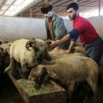 دامزنده ارزان شد/ قیمت جدید گوسفند وگوساله را ببینید