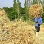 دولت با گندمکاران تا پایان شهریور تسویه می‌کند