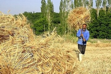 رشد ۱۲۴ درصدی خرید تضمینی گندم در خراسان‌شمالی