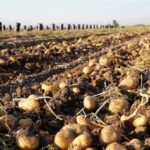 صادرات سیب‌زمینی ممنوع شد/ جزییات