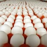 کشف ۵۰ تن تخم مرغ احتکار شده در قم