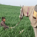 کوبیدن سیلی واقعیت برصورت رویا؛ سینمای مستند از مساله اکران رنج می‌برد