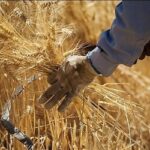 این افراد قیمت گندم را نجومی کردند/ قیمت جدید هر کیلو گندم را ببینید