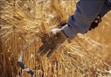 این افراد قیمت گندم را نجومی کردند/ قیمت جدید هر کیلو گندم را ببینید