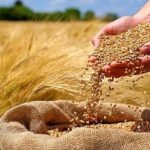 تعیین تکلیف قیمت گندم تا پایان شهریور /هزینه‌ تمام شده تولید گندم چند است؟