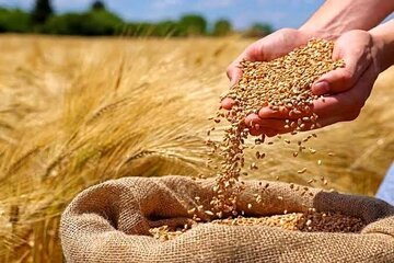 تعیین تکلیف قیمت گندم تا پایان شهریور /هزینه تمام شده تولید گندم چند است؟