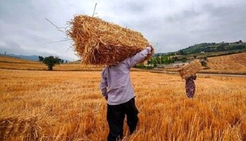 خبر مهم رییس سازمان برنامه برای گندمکاران/ زمان پرداخت کامل مطالبات گندمکاران اعلام شد