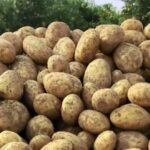 سیب‌زمینی تنظیم بازاری توزیع می‌شود + قیمت جدید