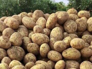 سیبزمینی لرستان و کرمانشاه از نیمه دوم مهر وارد بازار می شود/ قیمت تمام شده هر کیلو سیب زمینی برای کشاورز ۵۰ هزار تومان است