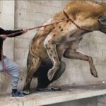 نقاشی‌های برجسته‌ای که زنده تصور می‌شوند/ نگاهی به آثار کادرگریز سرجیو اودیث؛ نقاش پرتغالی