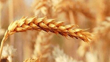 گندم را یکجا تحویل دادند، پول را قطره‌چکانی گرفتند؛ صدای گندمکاران درآمد / کشاورز: پول گندم ۳ ماه خوابیده، جریمه وام را گرفتید!