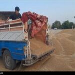 خبر مهم برای گندمکاران/ رقم پیشنهاد خرید تضمینی گندم اعلام شد
