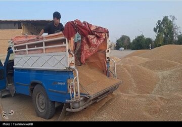 خبر مهم برای گندمکاران/ رقم پیشنهاد خرید تضمینی گندم اعلام شد