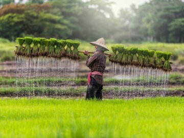 قیمت برنج در هند بالا رفت/ قیمت هر کیلو برنج در بازار بزرگترین صادرکننده برنج جهان چقدر است؟