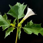 مسمومیت اهالی یک روستا در خراسان شمالی با سبزی آلوده و دستگیری سبزی فروش